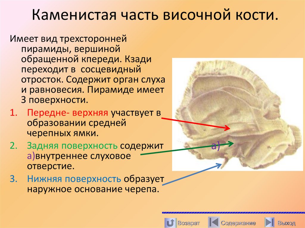 Каменистая часть височной кости.
