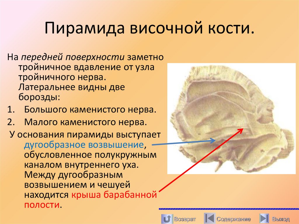 Пирамида височной кости.