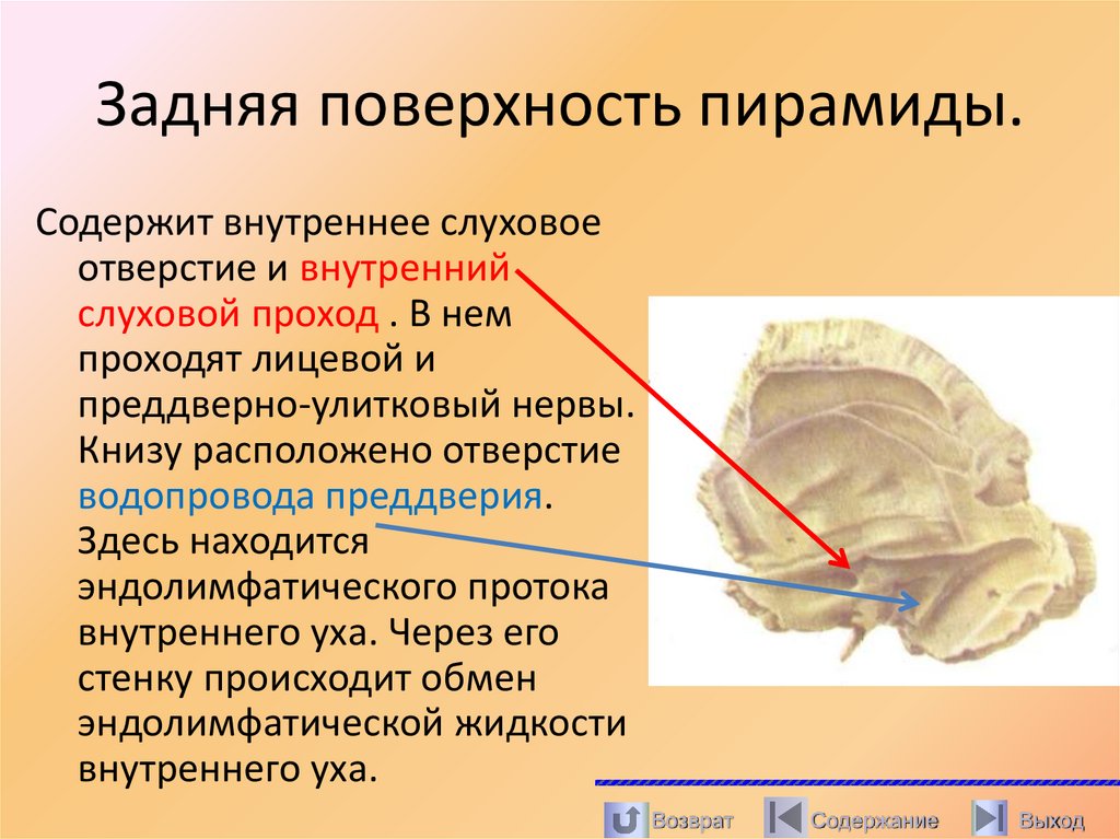 Задняя поверхность пирамиды.