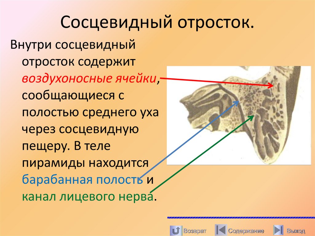 Сосцевидный отросток.