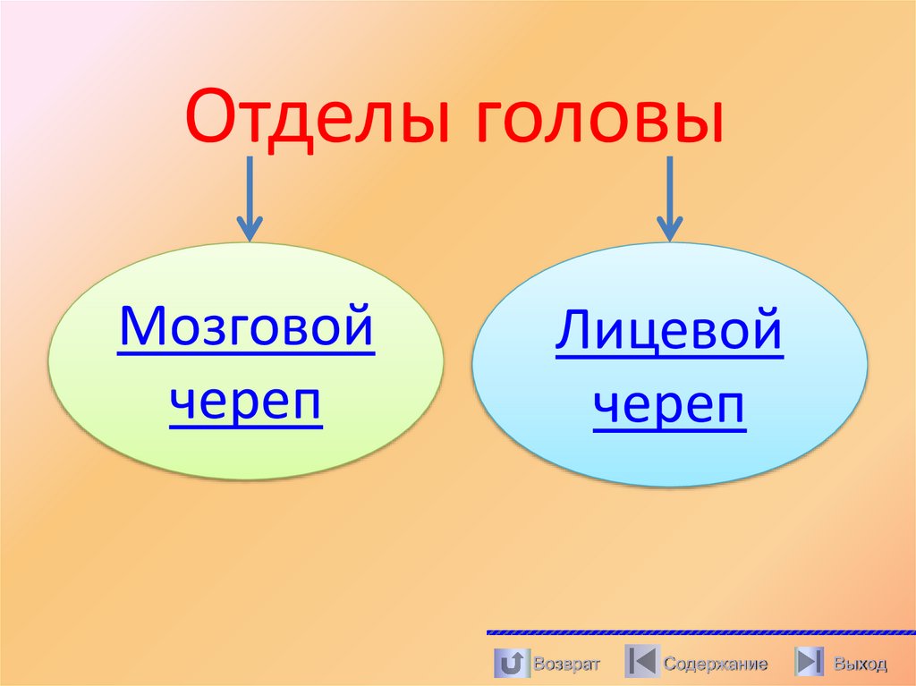 Отделы головы