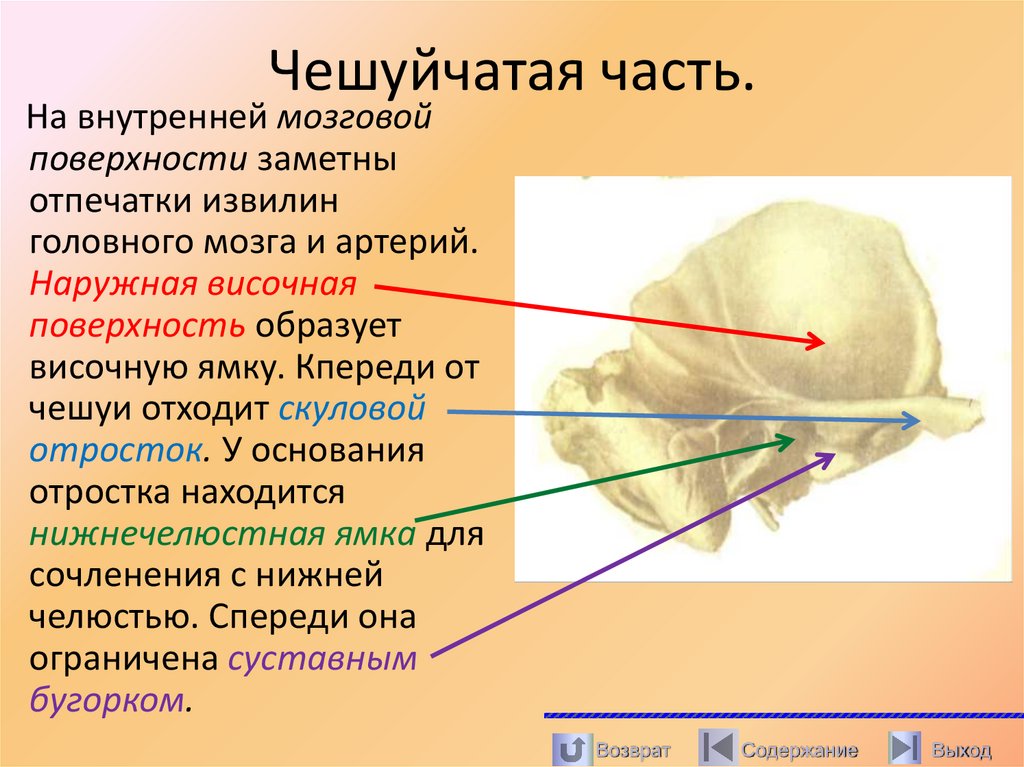 Чешуйчатая часть.