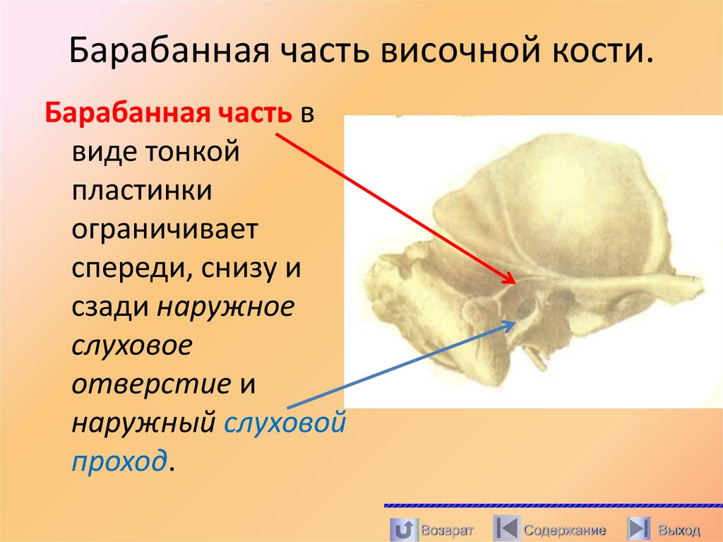 Барабанная часть височной кости.