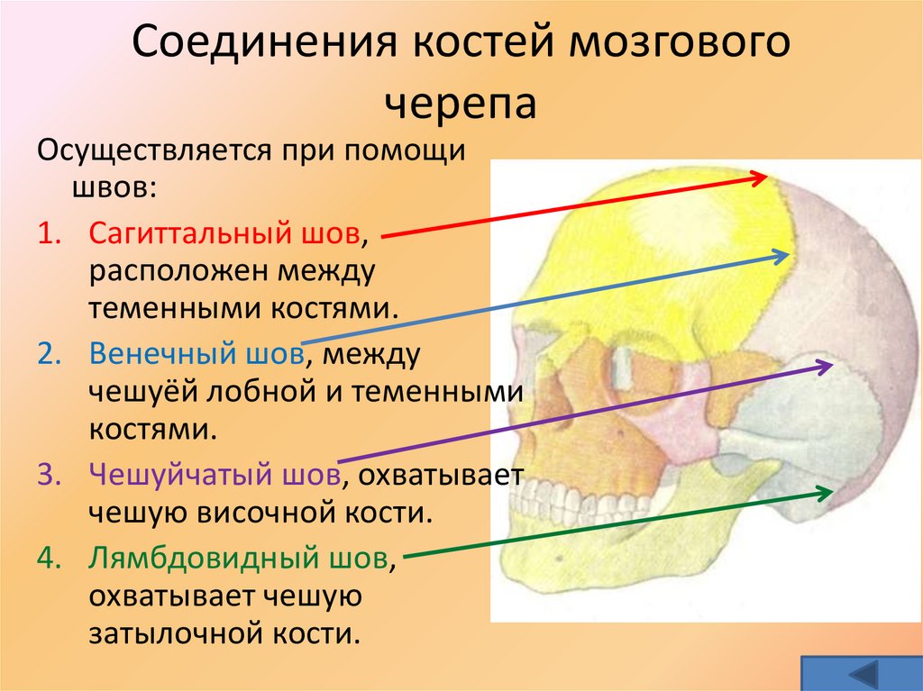 Соединения костей мозгового черепа