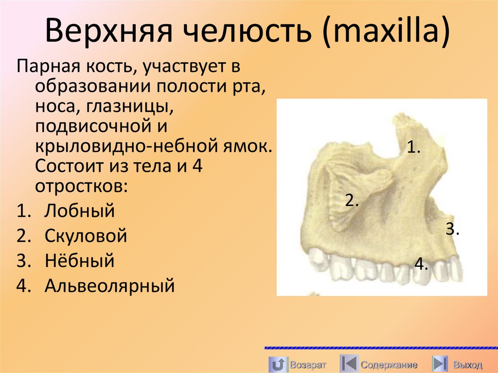 Верхняя челюсть (maxilla)