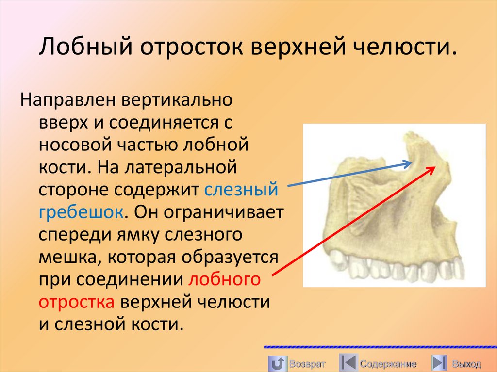 Лобный отросток верхней челюсти.