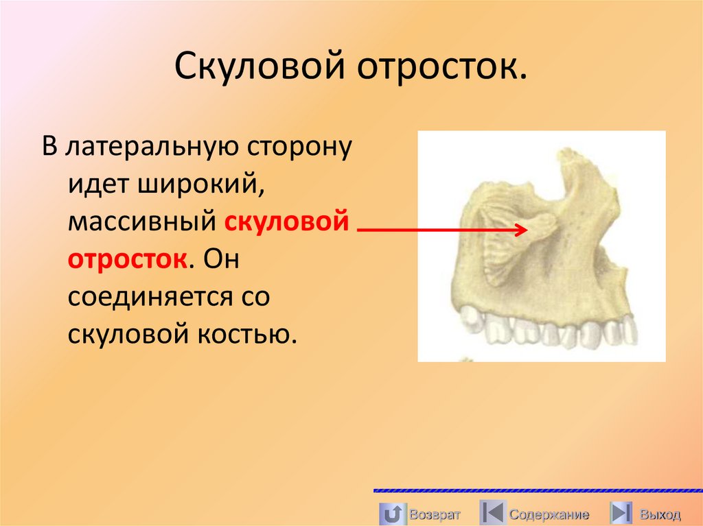 Скуловой отросток.