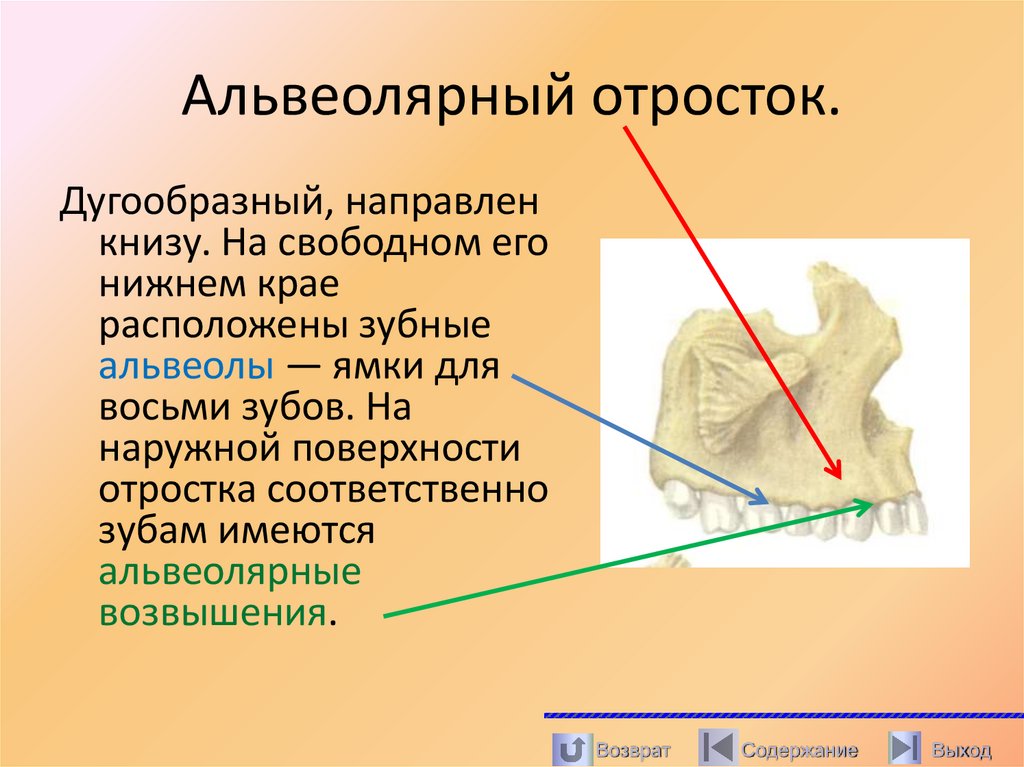 Альвеолярный отросток.