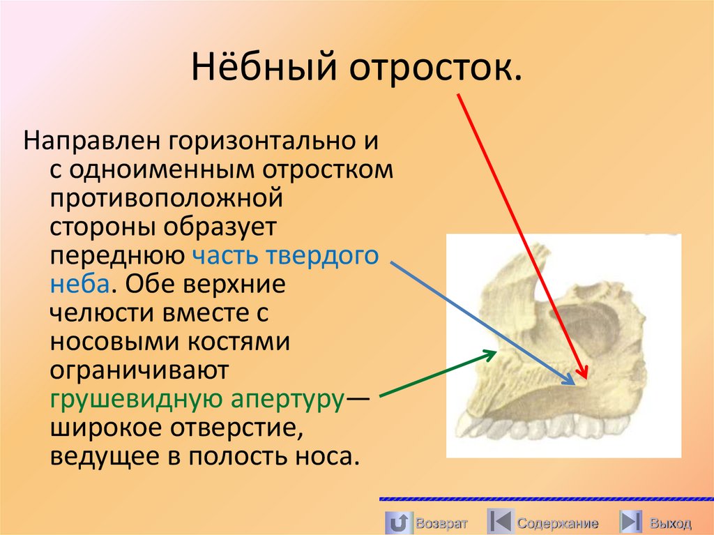 Нёбный отросток.