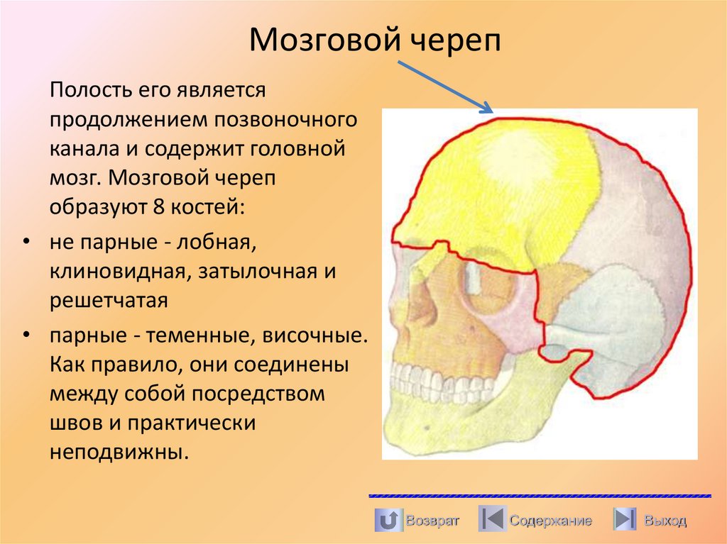 Мозговой череп