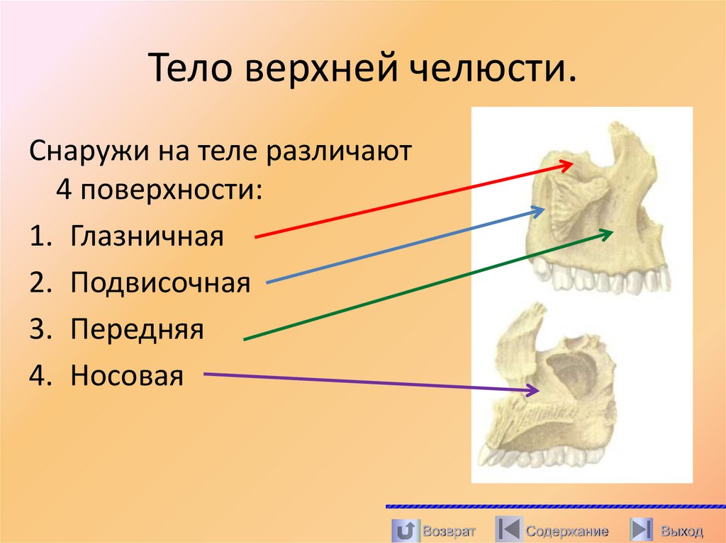 Тело верхней челюсти.