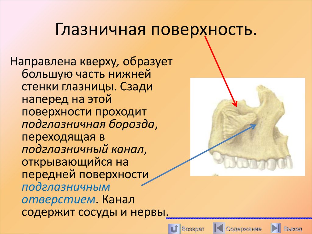 Глазничная поверхность.