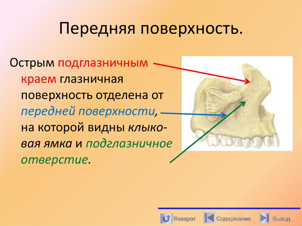 Передняя поверхность.