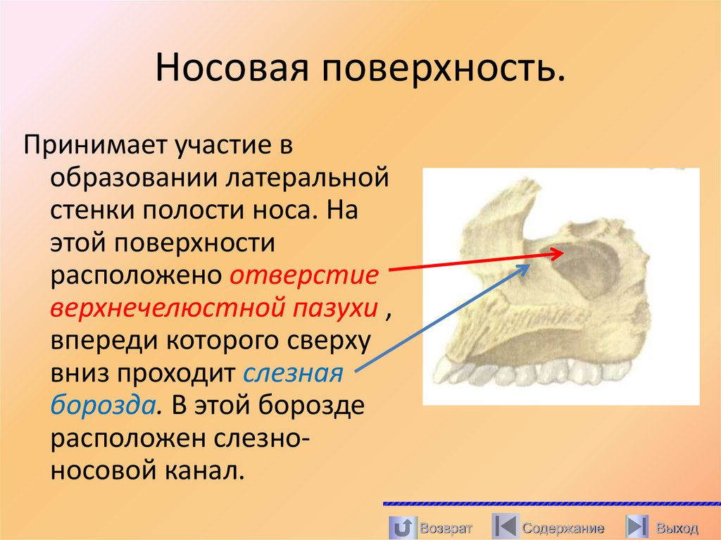 Носовая поверхность.
