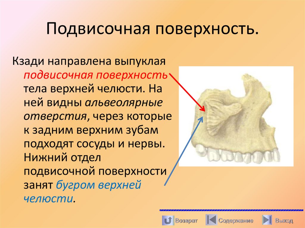 Подвисочная поверхность.