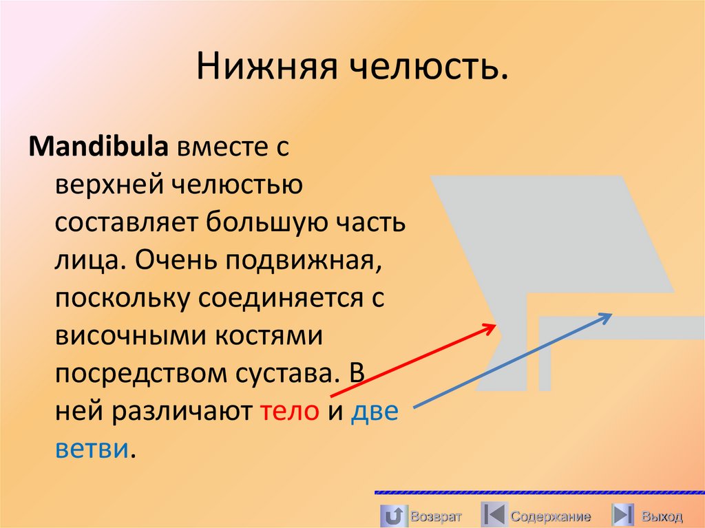 Нижняя челюсть.