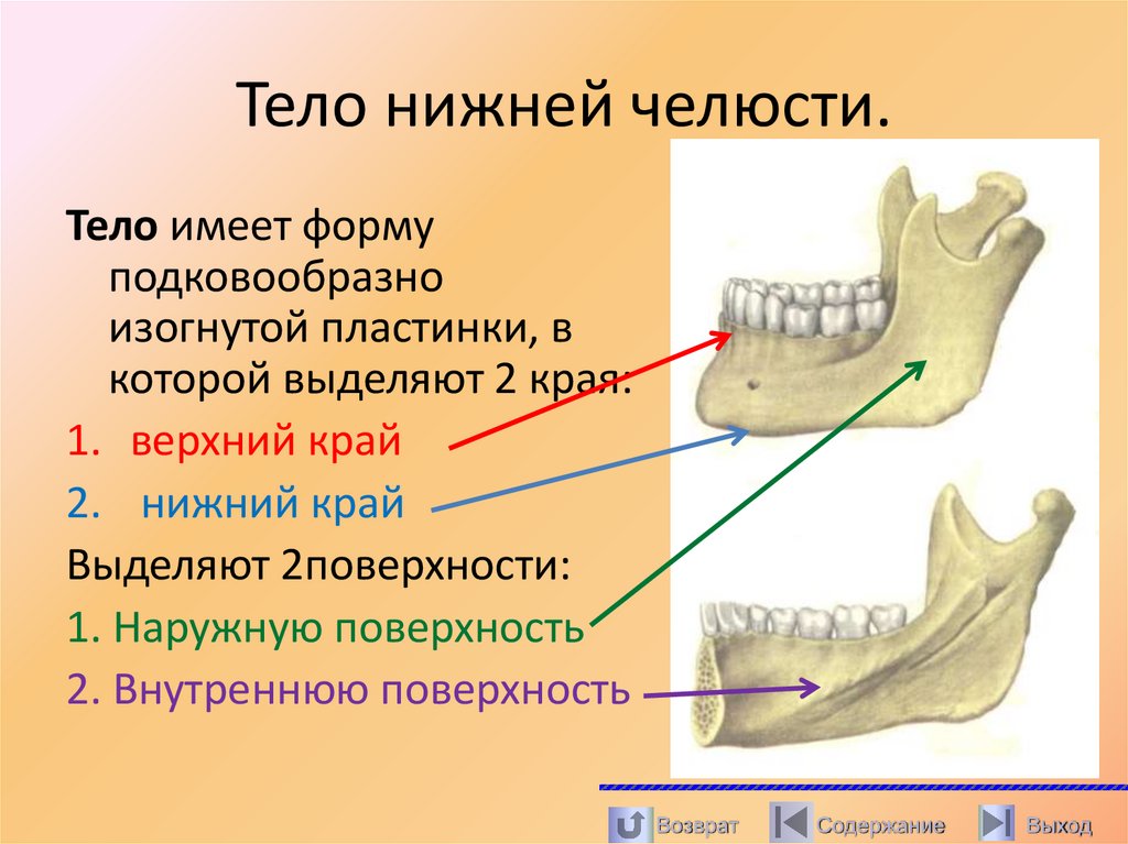 Тело нижней челюсти.