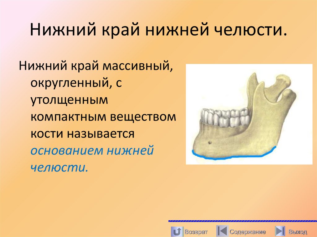 Нижний край нижней челюсти.