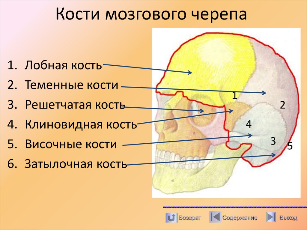 Кости мозгового черепа