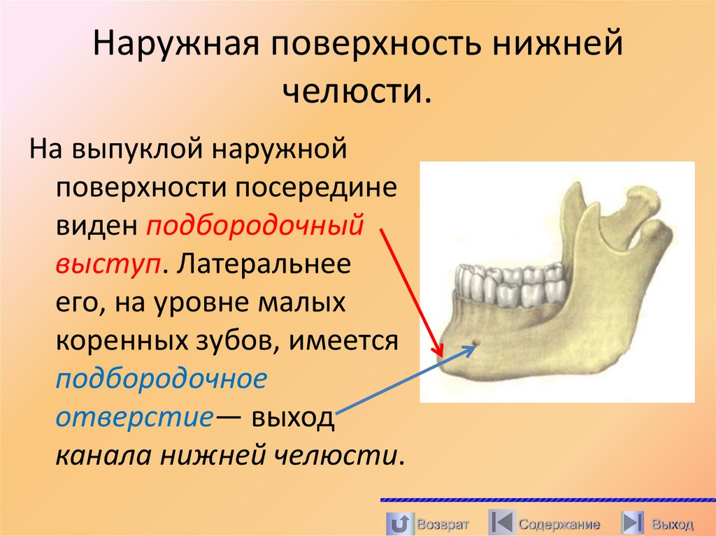 Наружная поверхность нижней челюсти.