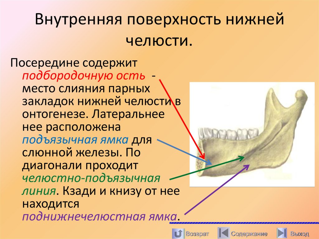 Внутренняя поверхность нижней челюсти.