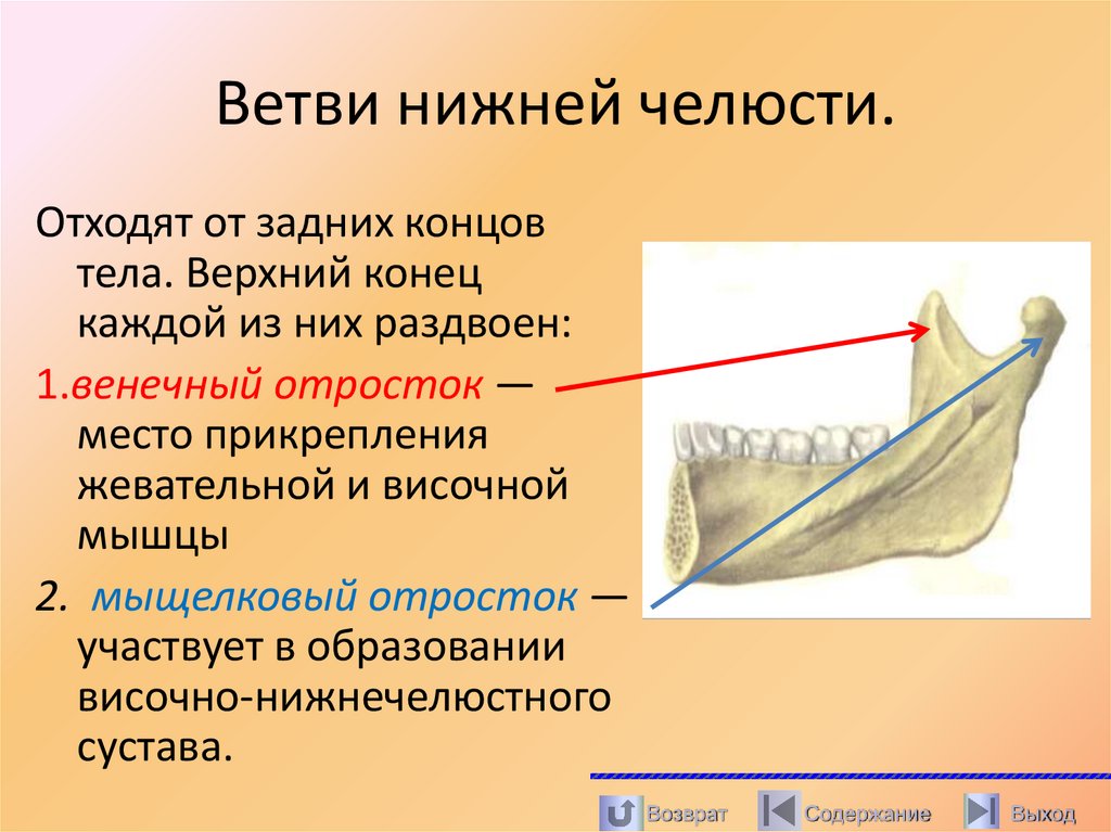 Ветви нижней челюсти.