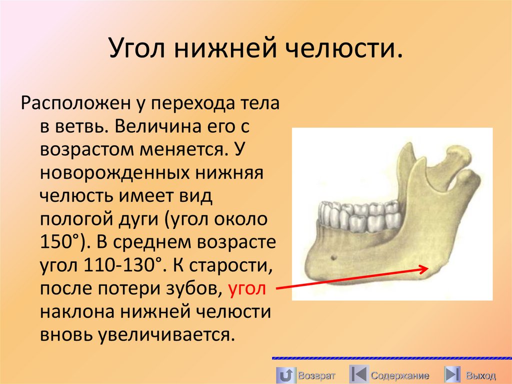 Угол нижней челюсти.