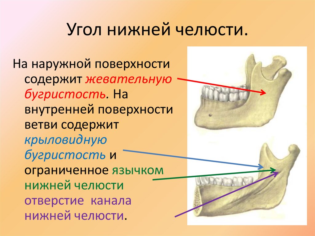 Угол нижней челюсти.