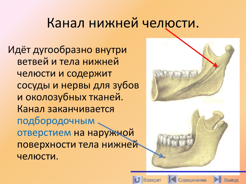 Канал нижней челюсти.