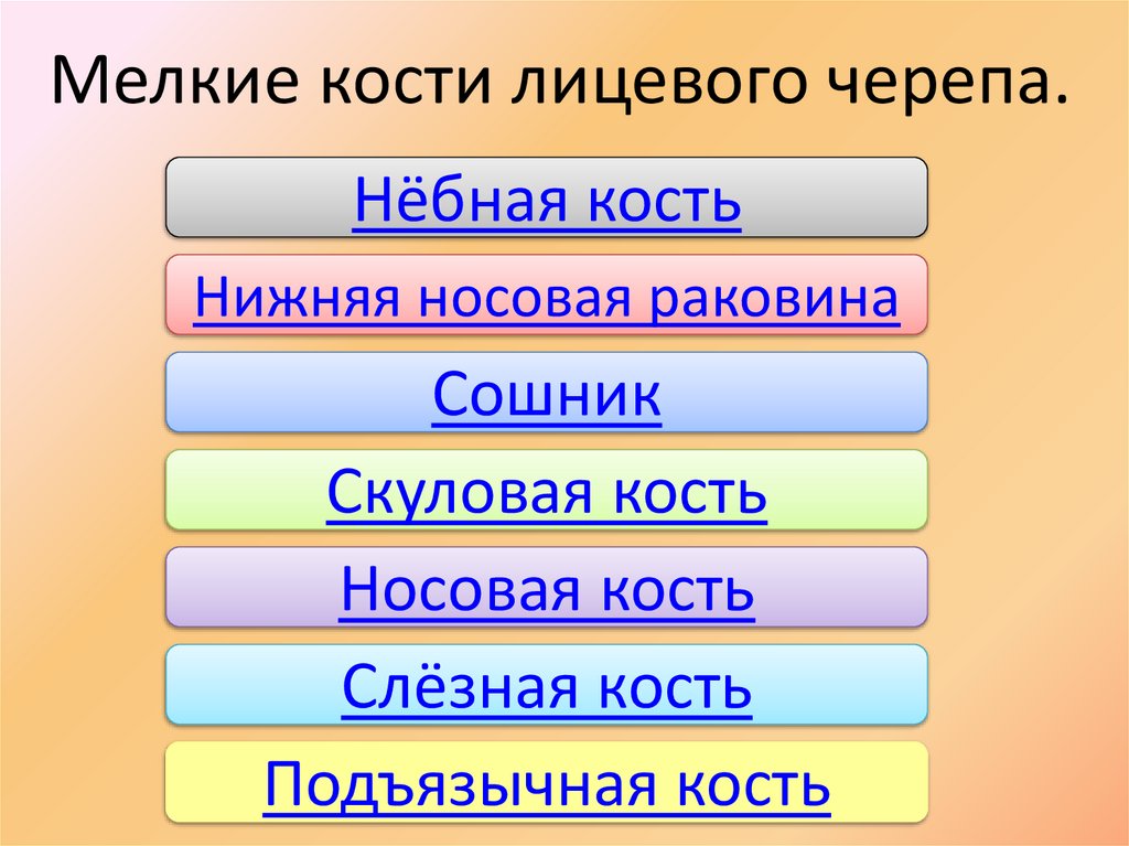 Мелкие кости лицевого черепа.