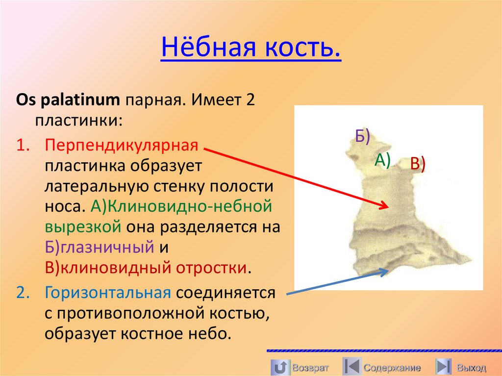 Нёбная кость.