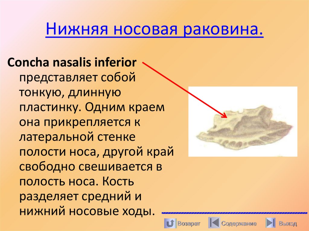 Нижняя носовая раковина.