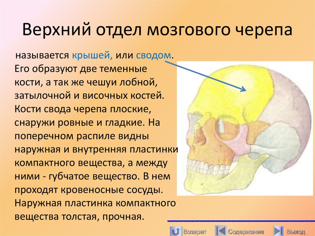 Верхний отдел мозгового черепа