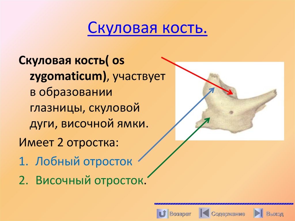 Скуловая кость.