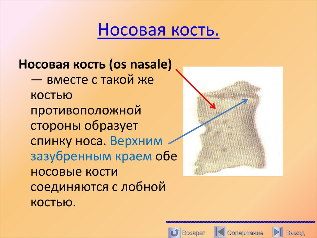 Носовая кость.