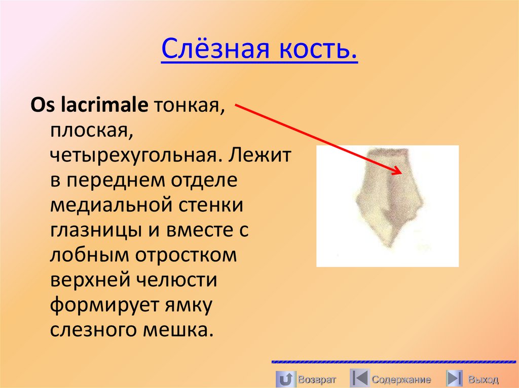 Слёзная кость.