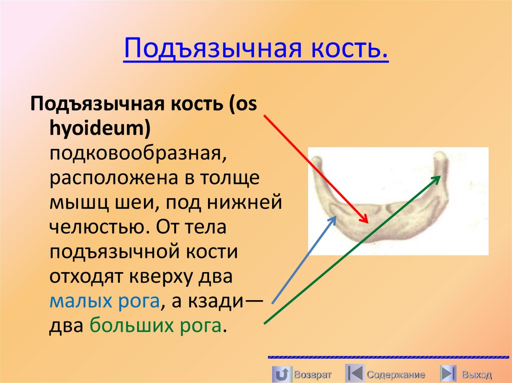 Подъязычная кость.
