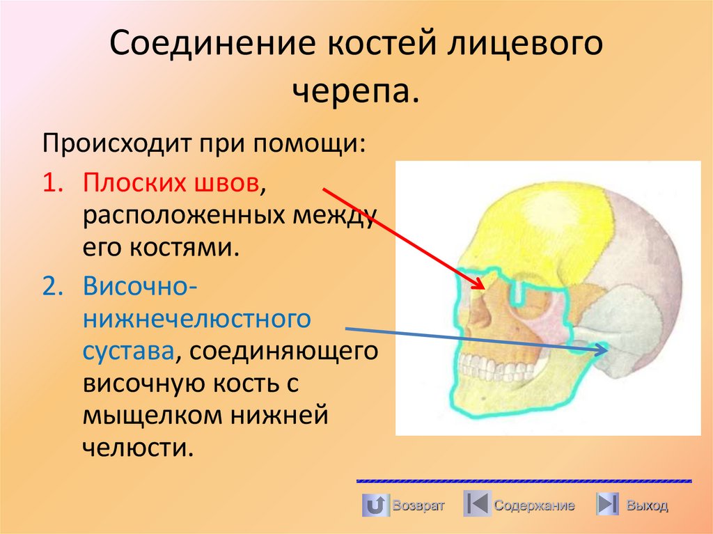 Соединение костей лицевого черепа.
