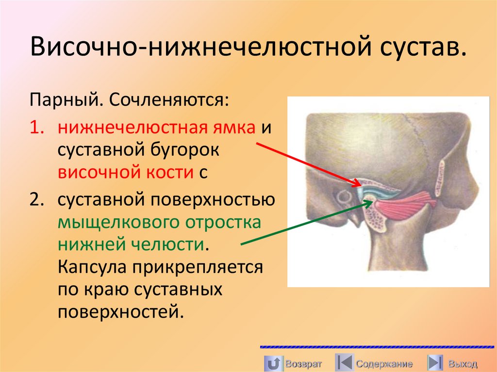 Височно-нижнечелюстной сустав.