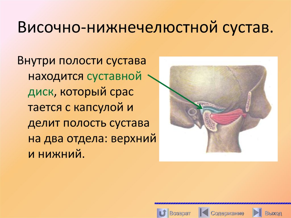 Височно-нижнечелюстной сустав.