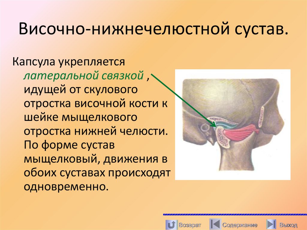Височно-нижнечелюстной сустав.