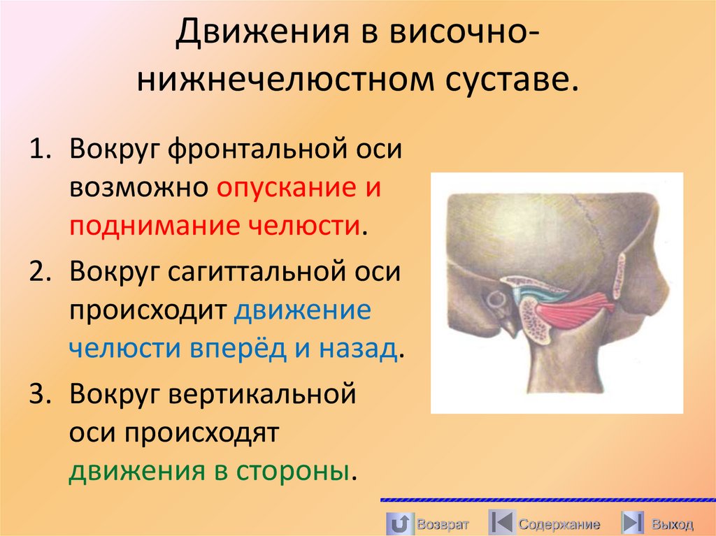 Движения в височно- нижнечелюстном суставе.