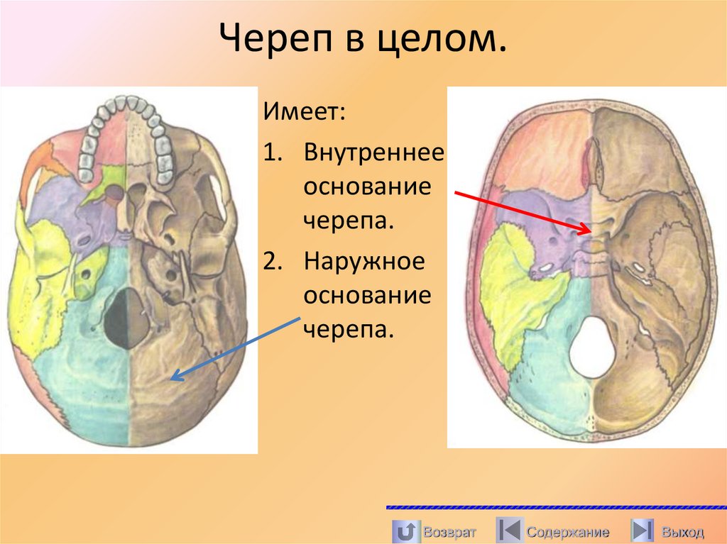 Череп в целом.