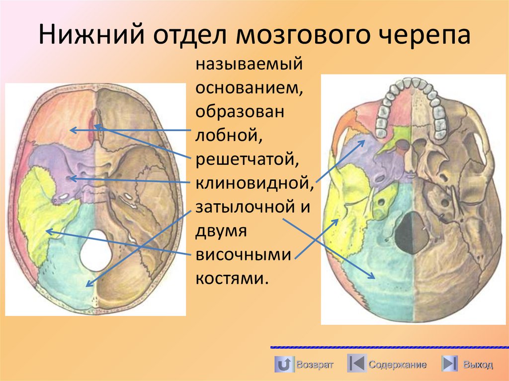 Нижний отдел мозгового черепа