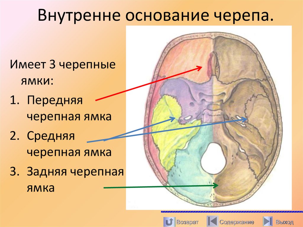 Внутренне основание черепа.