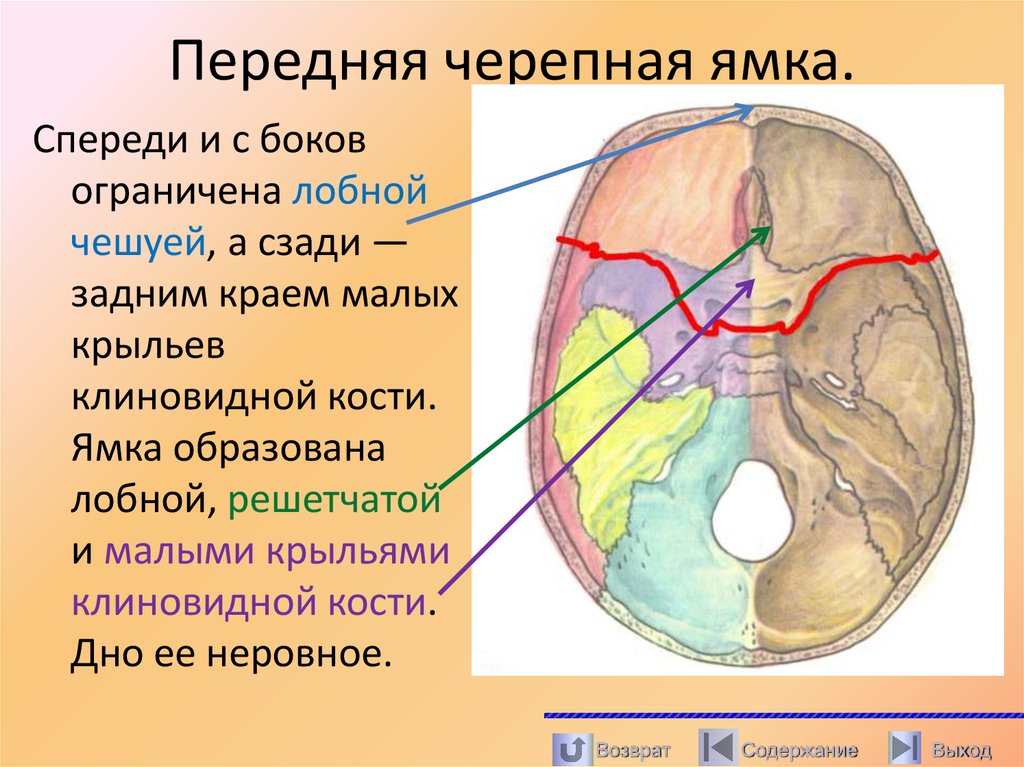 Передняя черепная ямка.