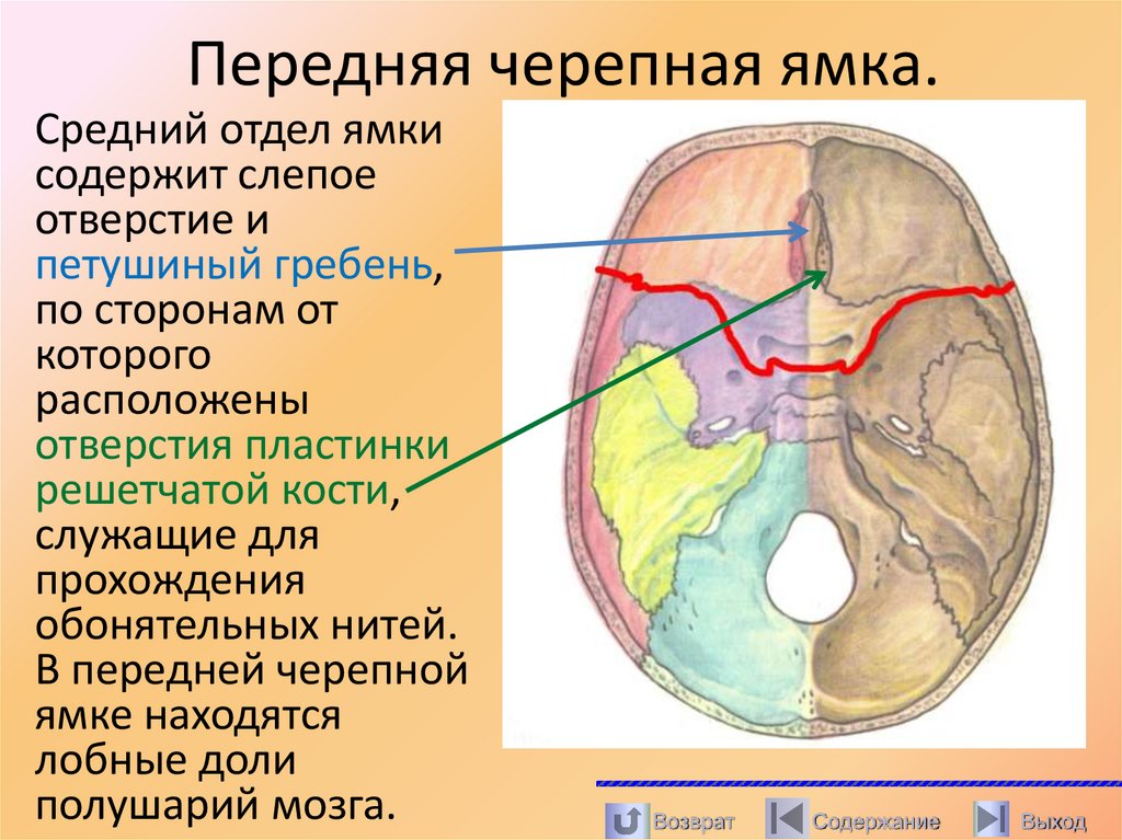 Передняя черепная ямка.