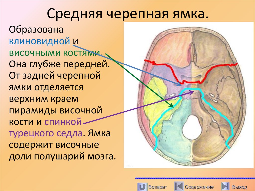 Средняя черепная ямка.