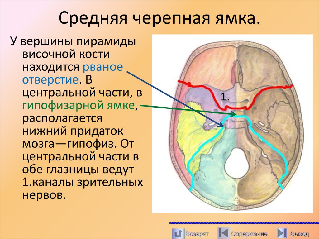 Средняя черепная ямка.