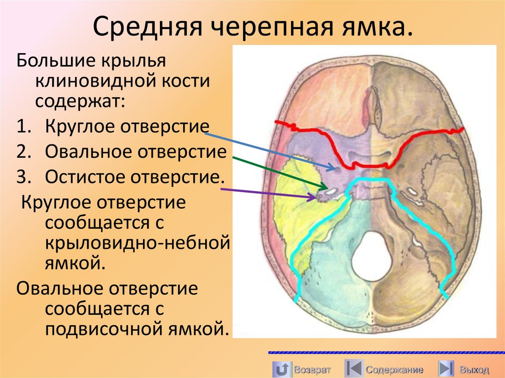 Средняя черепная ямка.